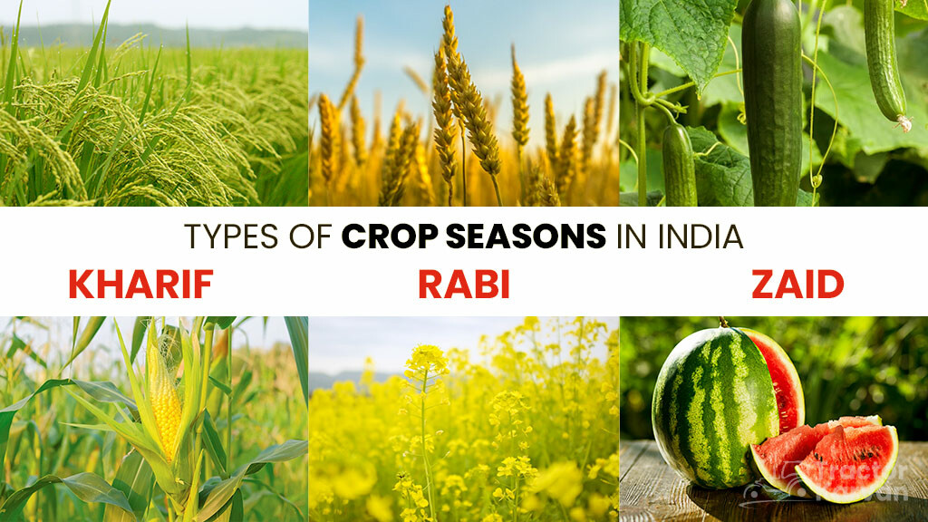 India's key cropping seasons of Ravi, Kharif and Zaid Crops