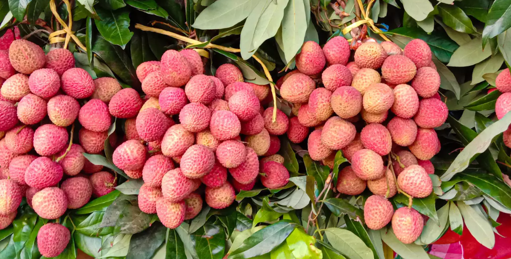 लीची के बाग़ो में इन दिनों भूल कर भी ना करे ये ग़लतिया