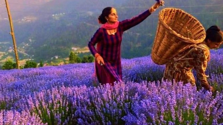 बैंगनी क्रांति