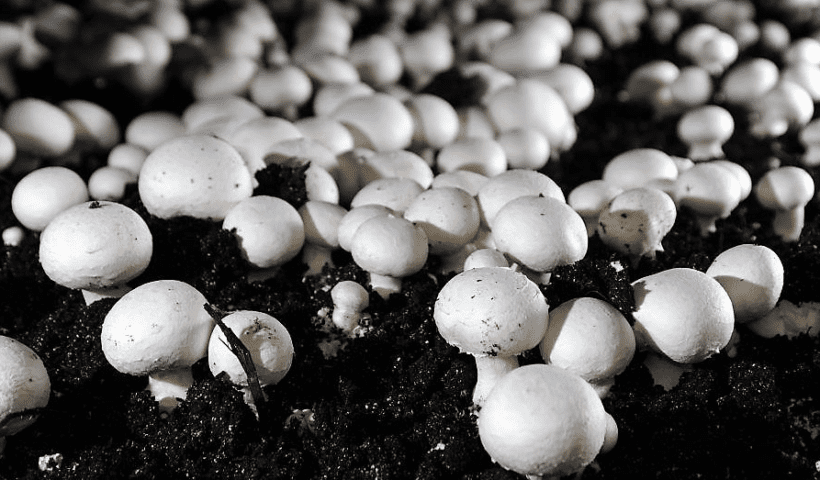 कीड़ा जड़ी मशरूम