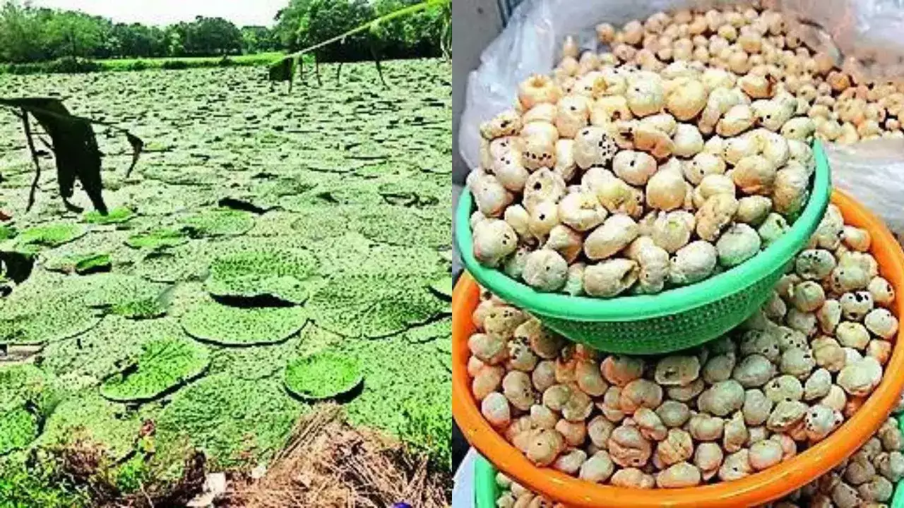 मखाना की खेती