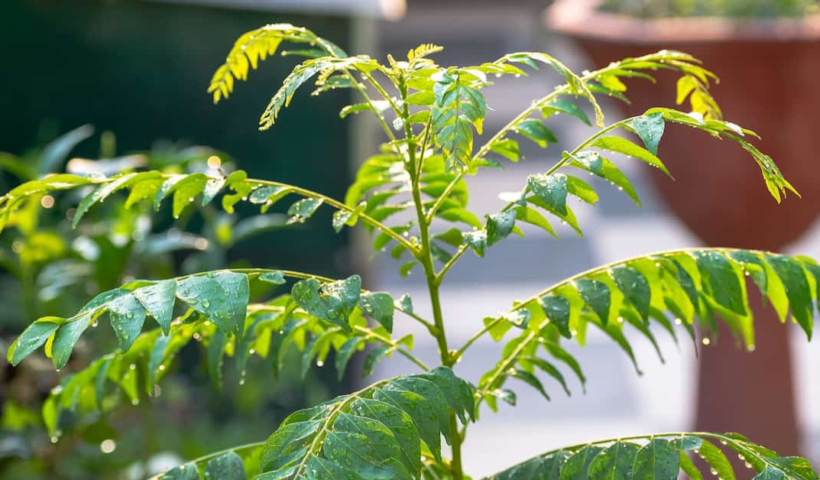 Curri Patta Leaf