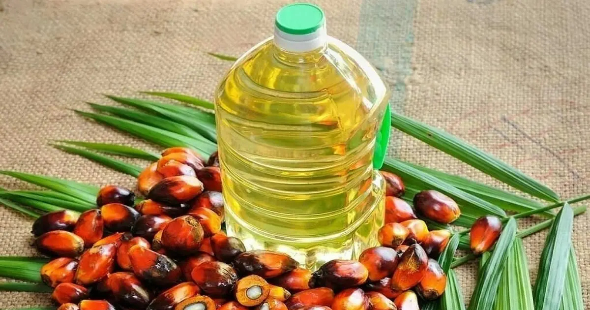 Palm and palm oil in bottle.