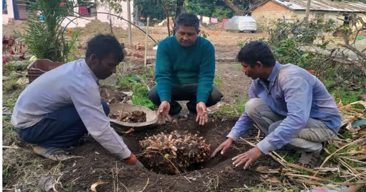 narendra mehra 24 kg turmeric from organic farming