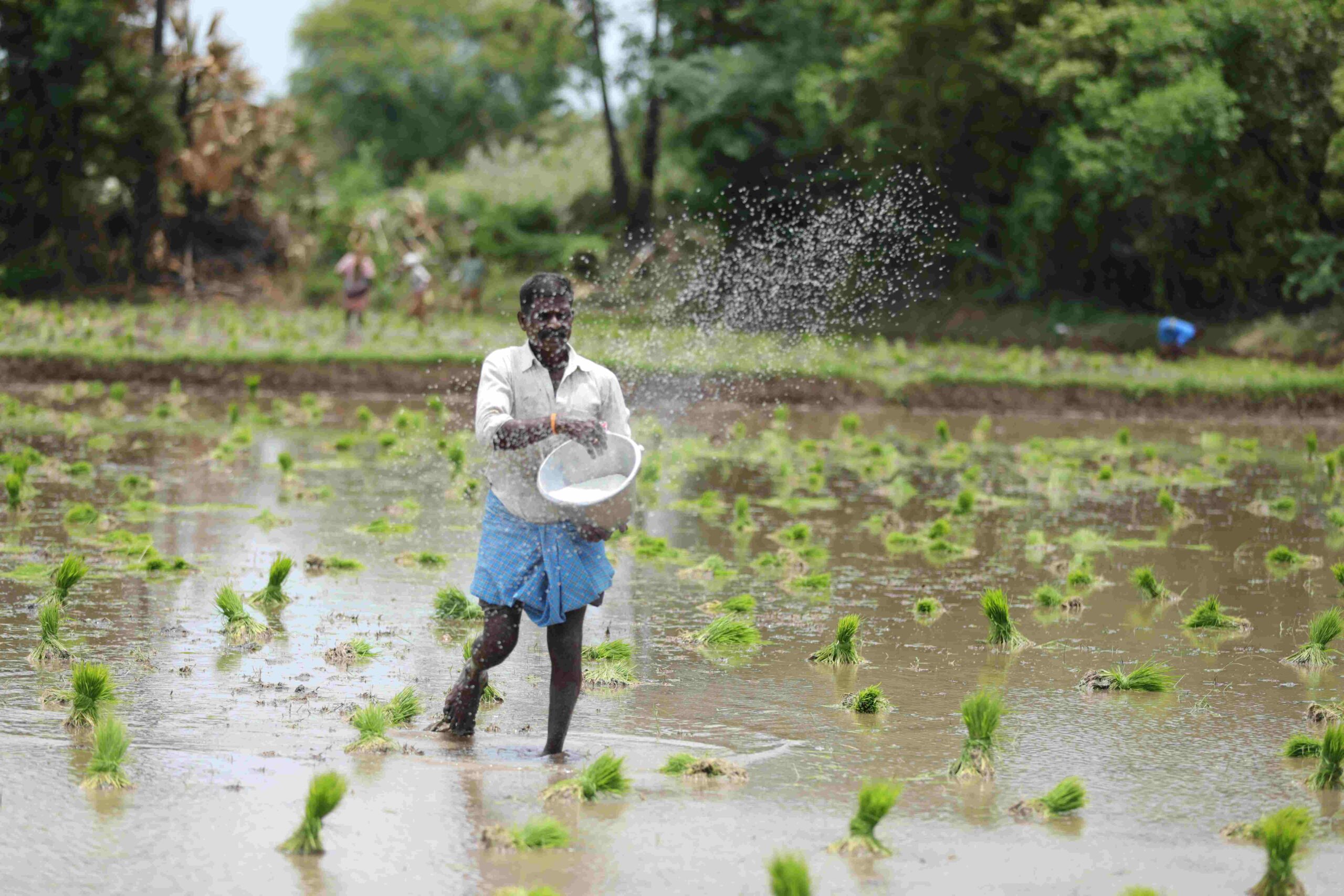 Paddy Planting
