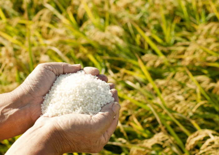 agriculture rice