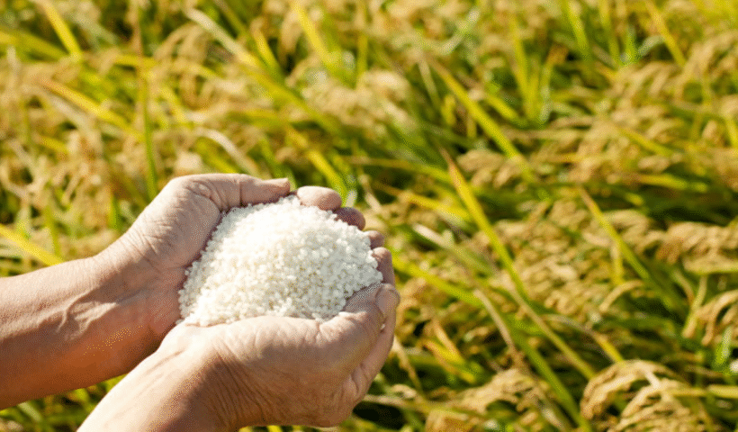 agriculture rice