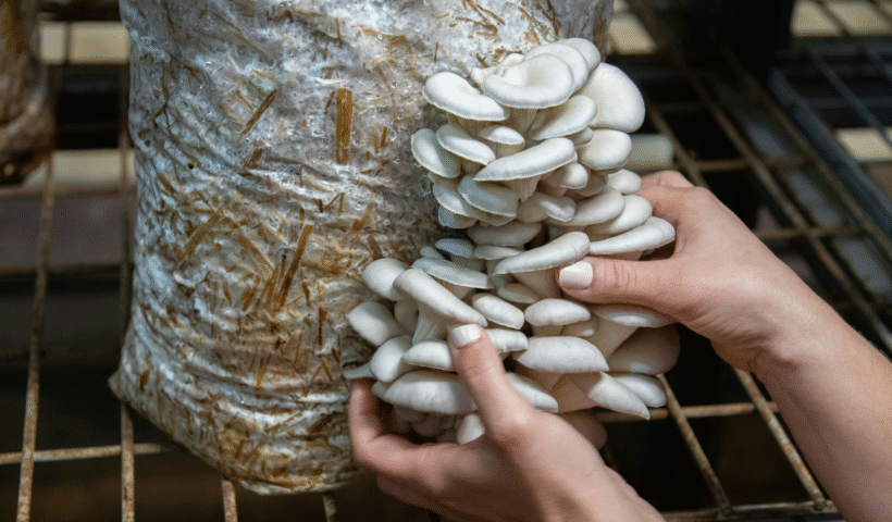 mushroom