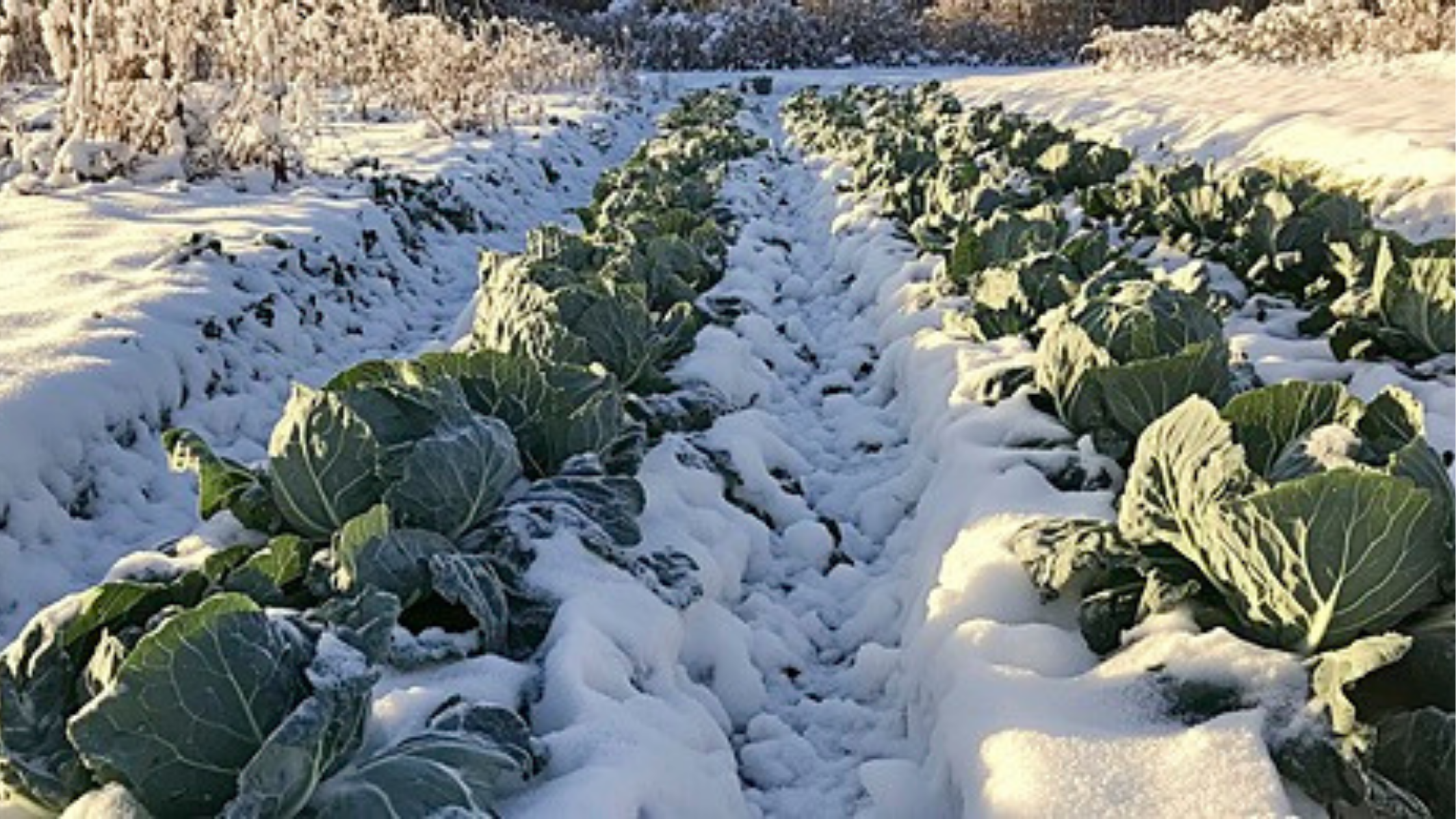 winter vegetables